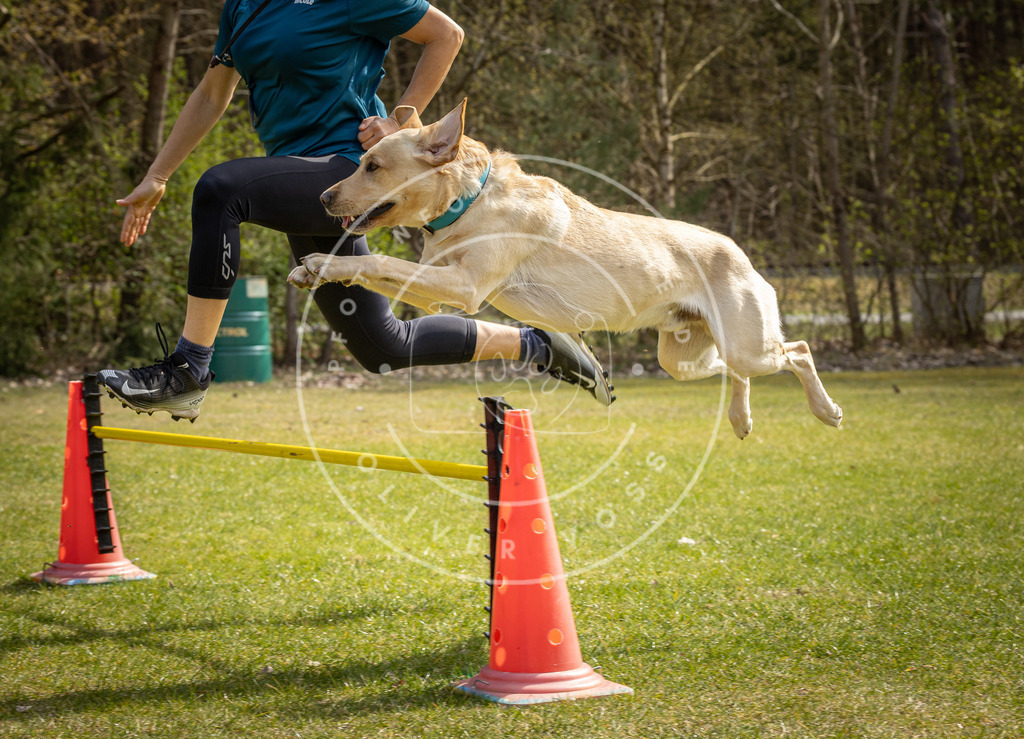 Pfotenfotografie_DV3A6307 | Hundefotografie, Tierfotograf, Pfotenfotografie, Fotoshooting Hund, Hunde Portrait, Hundesport, Hundeportraits, Heideshooting, Hunde, Sportfotograf, Hundefotograf, Turnierhundsport, THS,  - Realisiert mit Pictrs.com