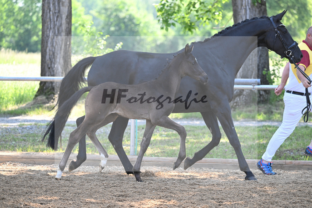 Kat-Nr. 8 HF DSP Feliciano_Weyer_14230194 | hf-fotografie - Realisiert mit Pictrs.com