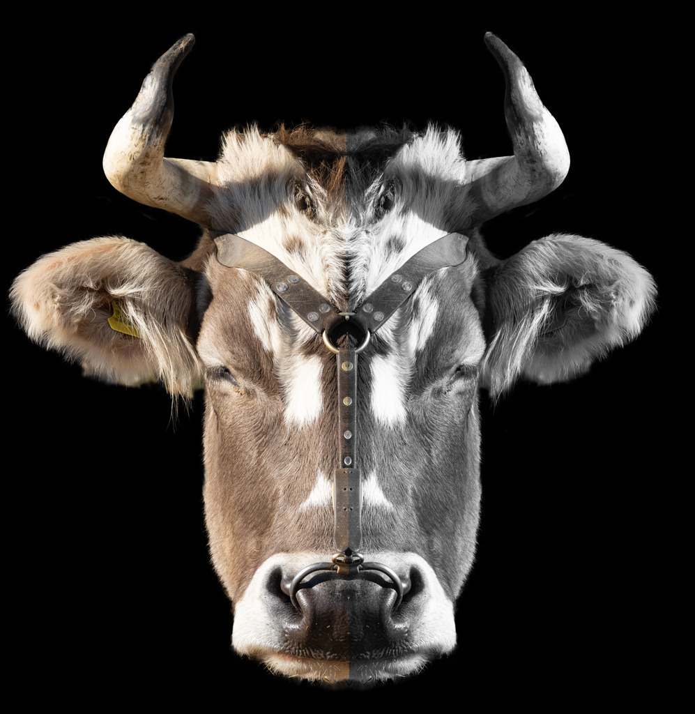 2021_11_21 BRM04309 | bridgeman - Realisiert mit Pictrs.com