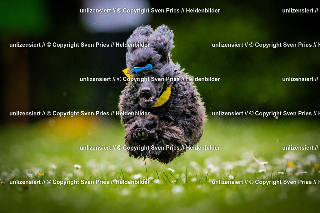 Sven Pries | 2025-05-29 - Pudelrennen KA-Durlach - Realisiert mit Pictrs.com