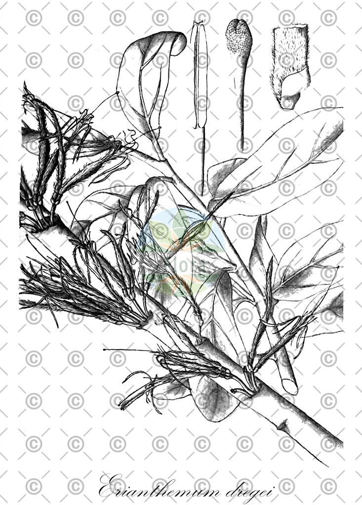 HistAbb_wfo-0000671241_2_ENZY_Simple | Historische Abbildung von Erianthemum dregei - Loranthaceae | Historical Illustration of Erianthemum dregei - Loranthaceae