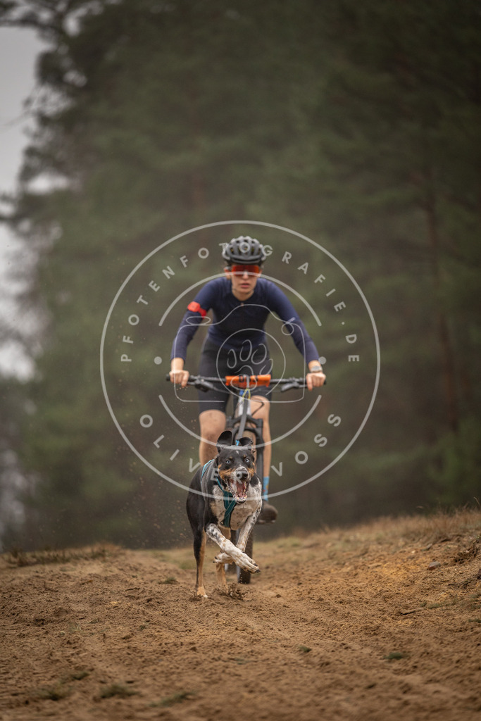Pfotenfotografie_DV3A2793 | Hundefotografie, Tierfotograf, Pfotenfotografie, Fotoshooting Hund, Hunde Portrait, Hundesport, Hundeportraits, Heideshooting, Hunde, Sportfotograf, Hundefotograf, Turnierhundsport, THS,  - Realisiert mit Pictrs.com