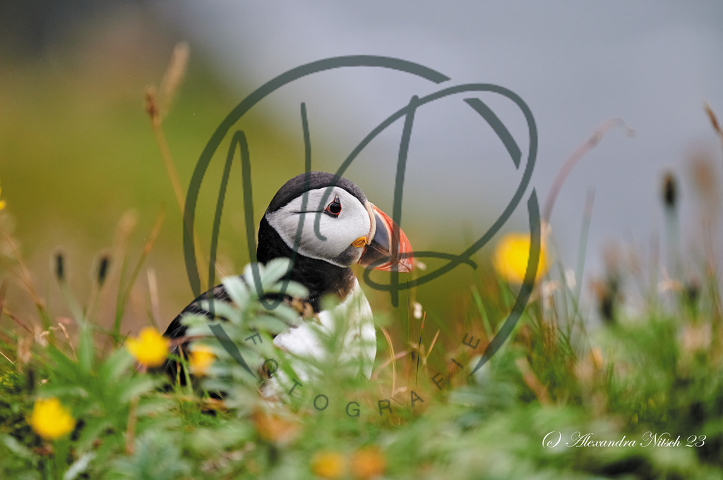 ndfoto_DSC_8166_Original (priv. Nutzung)_28b8c0c3_ | nitsch-dingeldein fotografie - Realisiert mit Pictrs.com