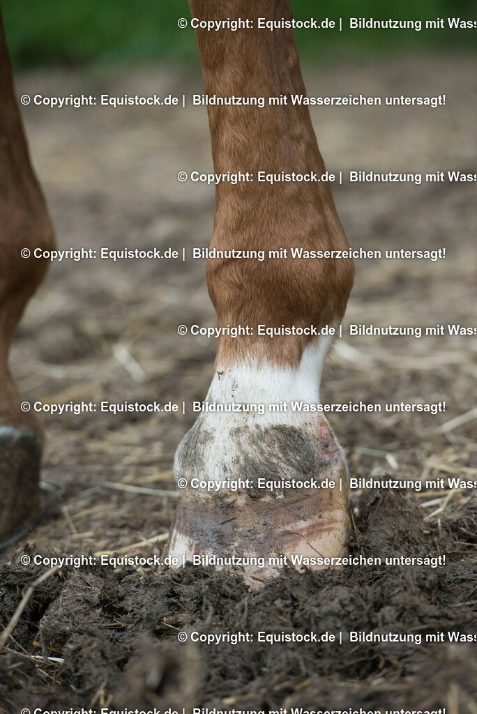 20160626_Hufe_im_Matsch_0006-2 | Foto: Thomas Hartig