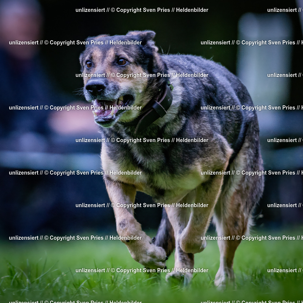 Sven Pries | 2024-10-19 - Hunderennen Ober-Grombach - Realisiert mit Pictrs.com