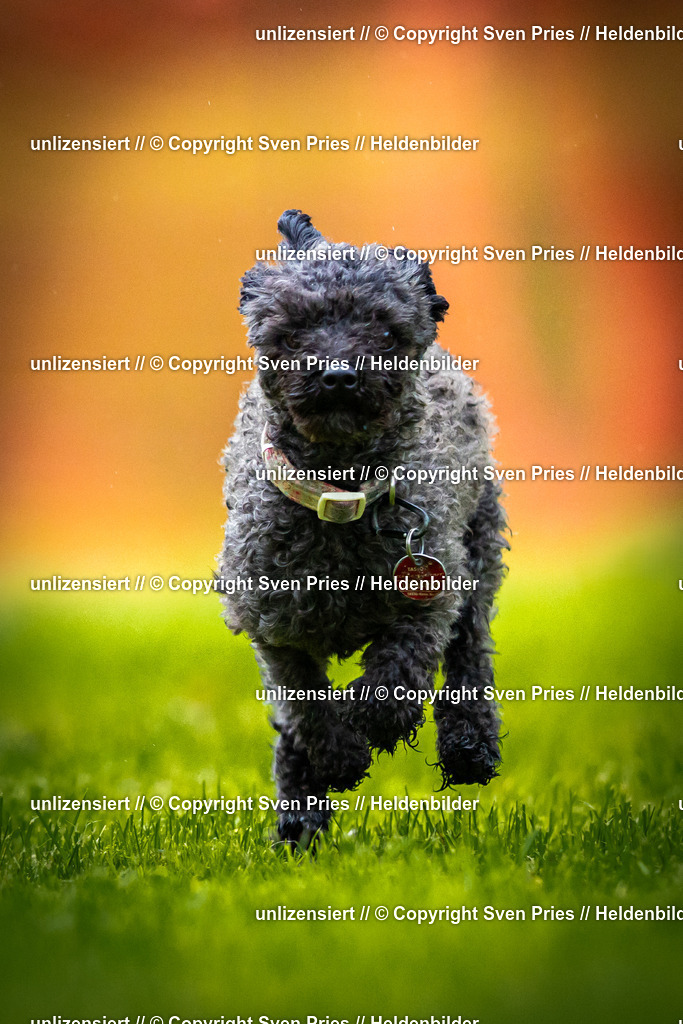 Sven Pries | 2025-09-21 - Hunderennen Baden-Oos - Realisiert mit Pictrs.com