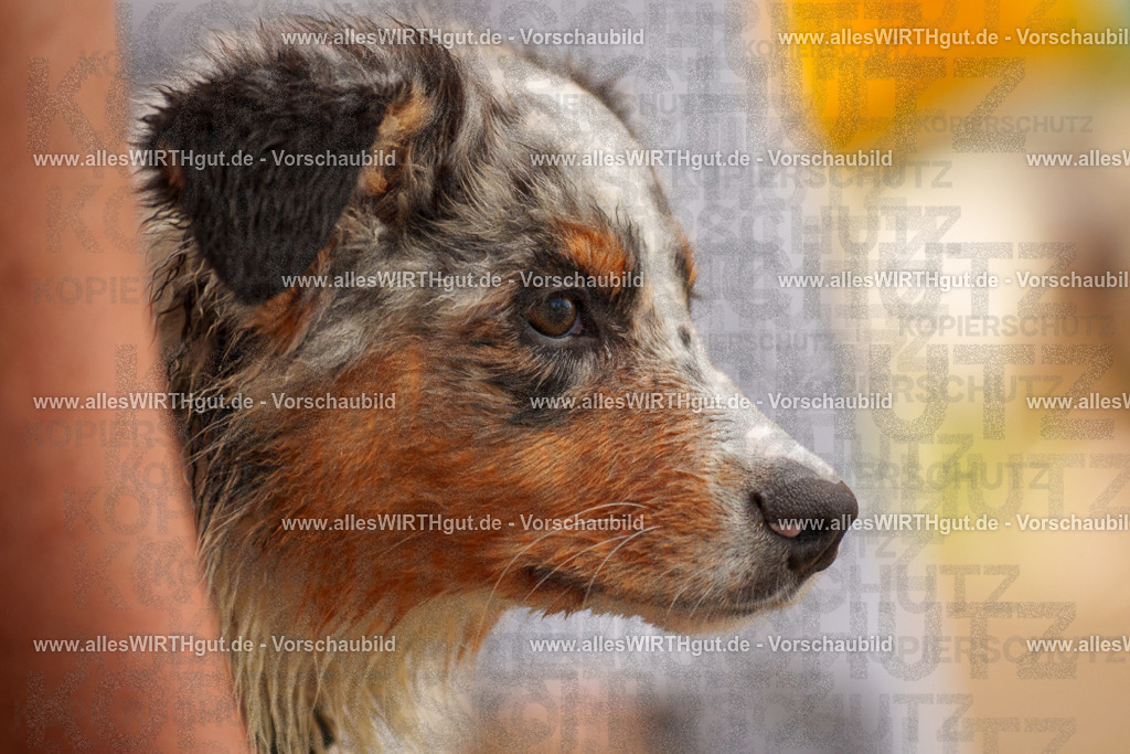 Hundeschwimmen_Grefrath_2026-allesWIRTHgut_Tierfotografie-13_36-7R508478 | Professionelle Tierfotografie in Mönchengladbach von Daniel Wirth (allesWIRTHgut). Liebevolle & natürliche Bilder von Hunden & Katzen für unvergessliche Erinnerungen.