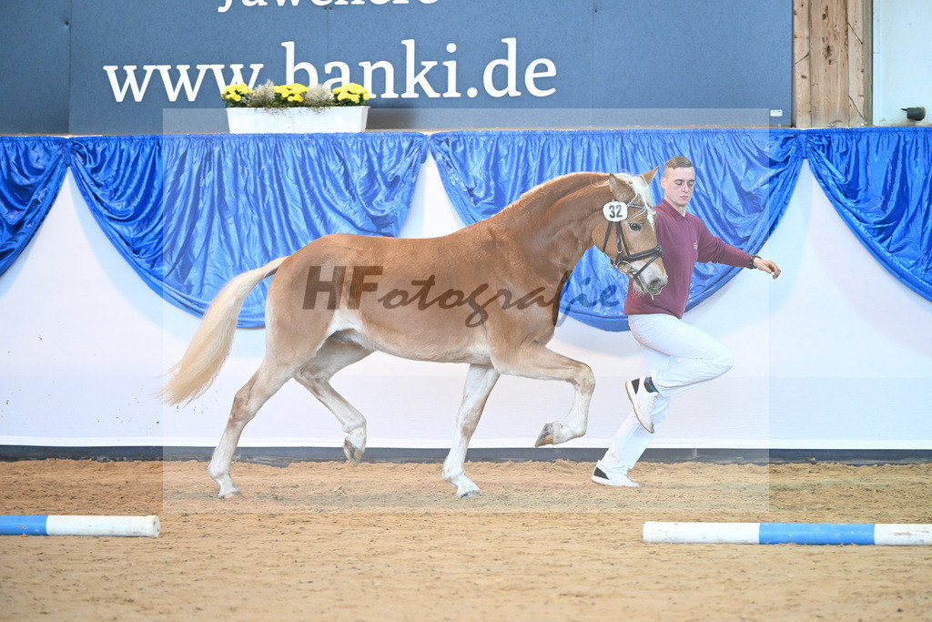 Kat-Nr. 32 Sir Corona v. Starino I_Moeckel_60220868 | hf-fotografie - Realisiert mit Pictrs.com