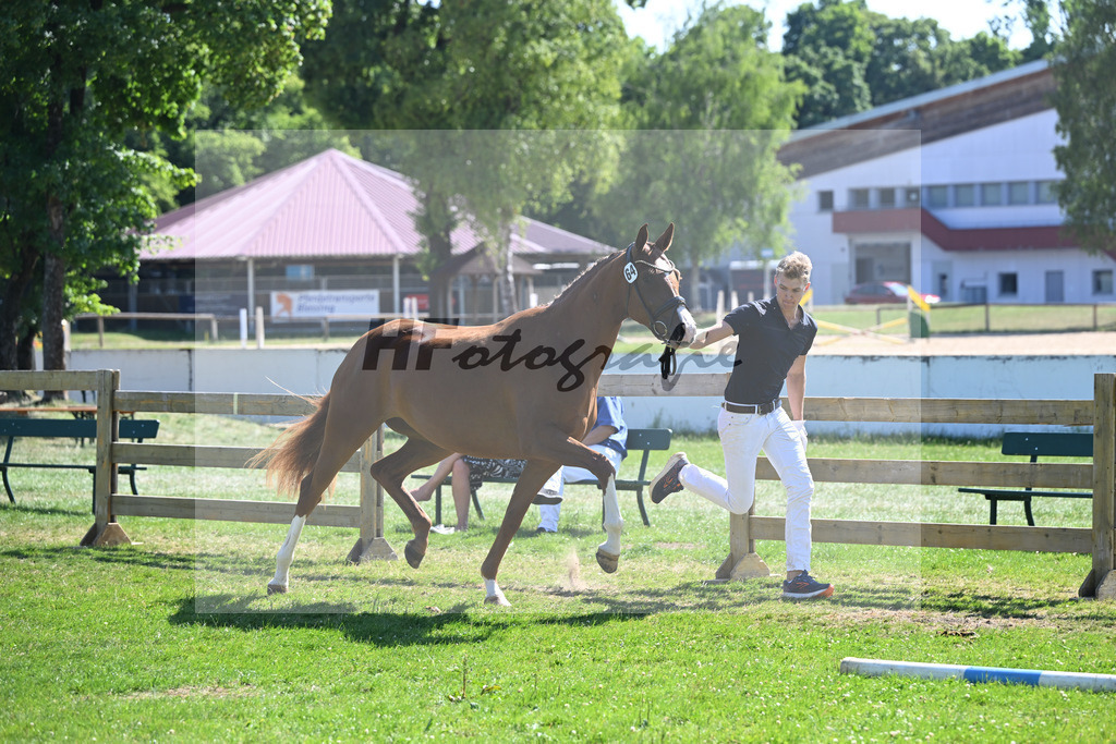 Kat-Nr. 64 Aurelia Finesse v. Quaterback_Reglauer_19251202 | hf-fotografie - Realizzato con Pictrs.com
