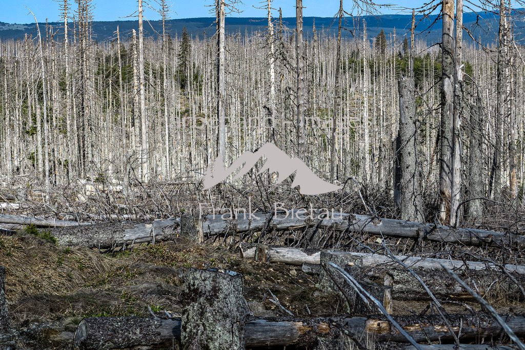 IMG_5270 | Stürme und Borkenkäfer haben dem Wald im Bayerischen und Böhmischen Wald stark zugesetzt. Die Schäden sind gewaltig und unübersehbar. Mehr und mehr breitet sich Jungwuchs und damit neuer Wald in den Höhenlagen aus