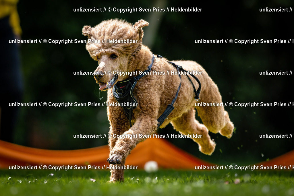 Sven Pries | 2026-05-14 - Hunderennen KA Durlach Vatertag 2026 - Realisiert mit Pictrs.com