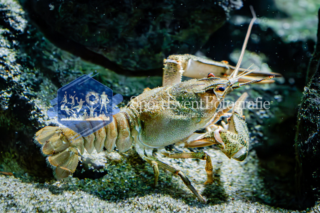 IMG_7648 | SportEventFotografie - Roman Stoiber