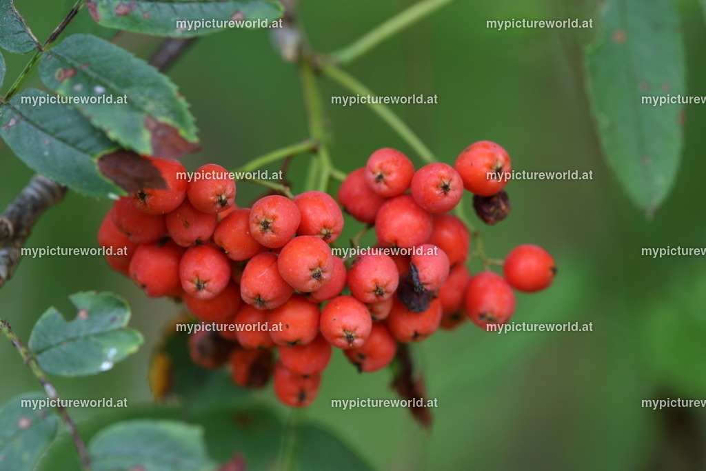 Vogelbeere-012 | Das Bilderarchiv über Tiere, Planzen und Landschaften. In der Bilddatenbank finden Sie ein große Auswahl an hochwertigen Bilder für Ihre Werbung - Realisiert mit Pictrs.com
