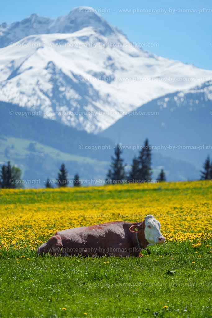 Frühling in Ried im Zillertal copyright  Thomas Pfister-10 | PHOTOGRAPHY BY THOMAS PFISTER