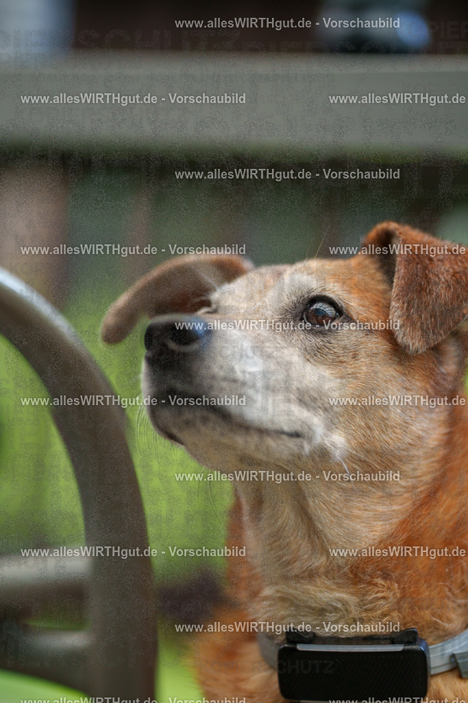 @allesWIRTHgut_Tierfotografie - www.allesWIRTHgut.de - 7R503240 | Professionelle Tierfotografie in Mönchengladbach von Daniel Wirth (allesWIRTHgut). Liebevolle & natürliche Bilder von Hunden & Katzen für unvergessliche Erinnerungen.
