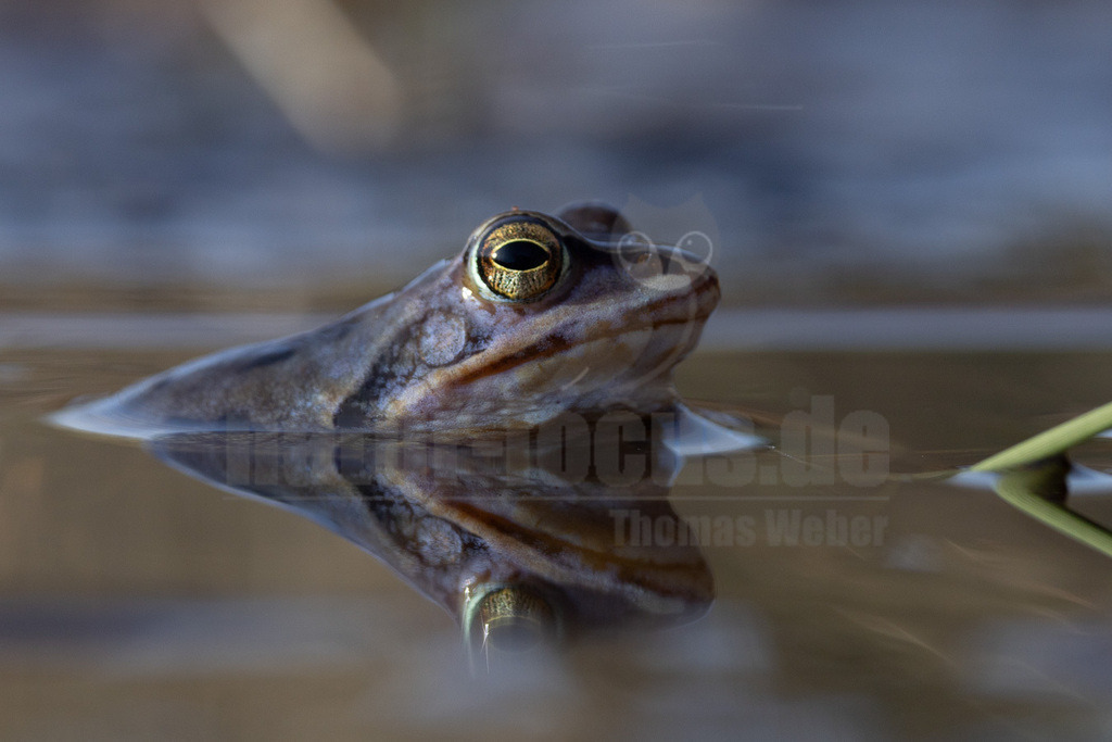 R5NF1896-20230316 | Der Moorfrosch gehört innerhalb der Ordnung der Froschlurche zur Familie der Echten Frösche und ebenso zur Gattung der Echten Frösche. Außerdem fasst man ihn nach Aussehen und Lebensweise mit anderen Arten zu den sogenannten Braunfröschen zusammen.  - Realisiert mit Pictrs.com