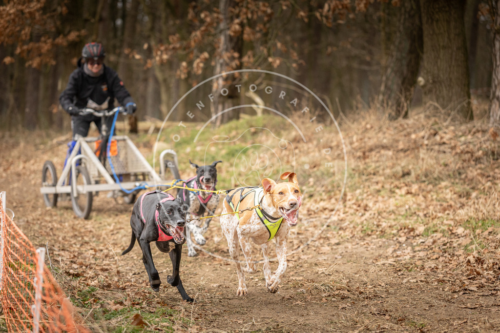 Pfotenfotografie_DV3A4833 | Hundefotografie, Tierfotograf, Pfotenfotografie, Fotoshooting Hund, Hunde Portrait, Hundesport, Hundeportraits, Heideshooting, Hunde, Sportfotograf, Hundefotograf, Turnierhundsport, THS,  - Realisiert mit Pictrs.com