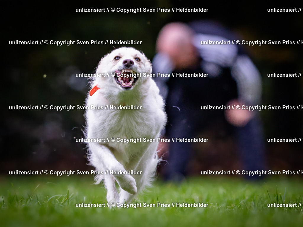 Sven Pries | 2024-10-19 - Hunderennen Ober-Grombach - Realisiert mit Pictrs.com