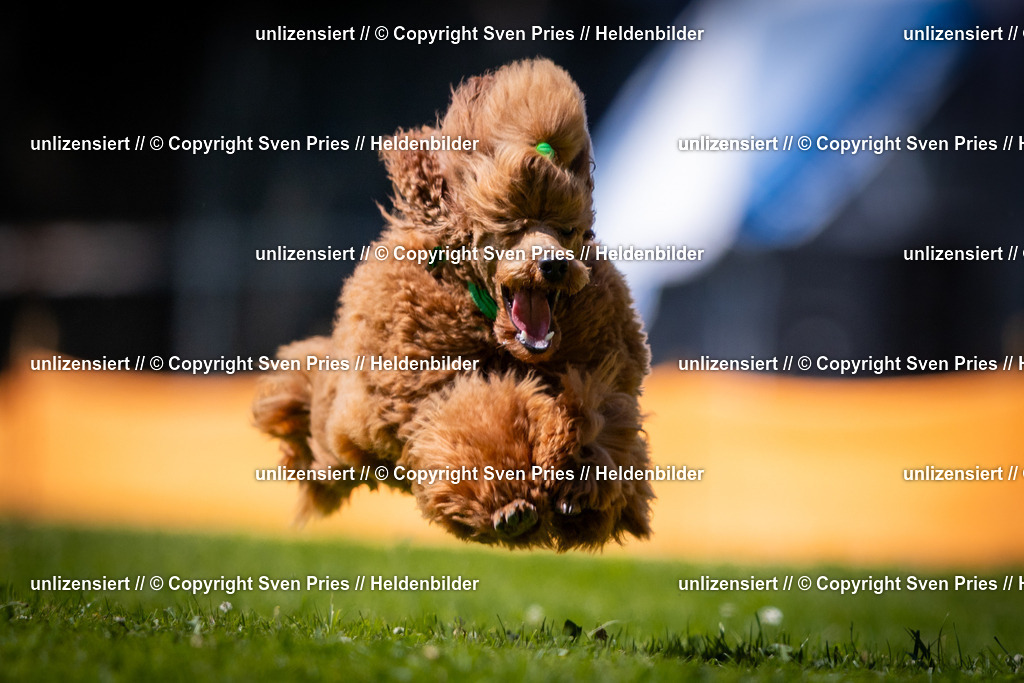 Sven Pries | 2025-08-10 - Hunderennen Durlach - Realisiert mit Pictrs.com