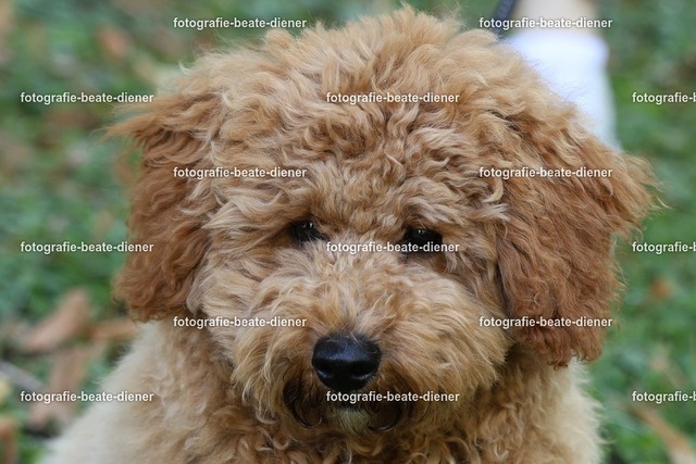 1P8A0606 | Fotografie, Tiere, Hunde, Katzen, Pferde, Sportfotografie, Fotosession, Tierfotografie, Turnierfotografie, Fotografin, Fotograf - Realisiert mit Pictrs.com