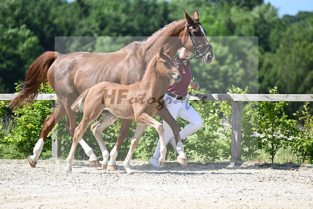 Kat-Nr. 8 HF DSP Feliciano_Niedermair_15230173 | hf-fotografie - Realizzato con Pictrs.com