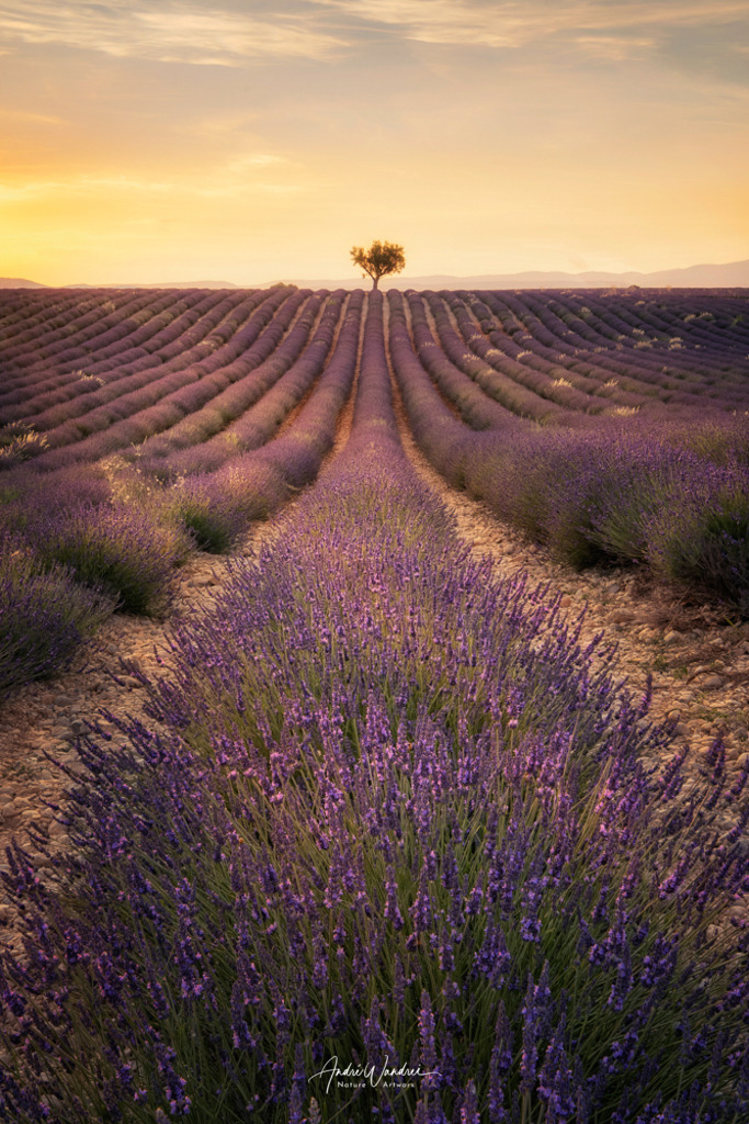 Lavendelfeld am Abend (Hochformat) | Andre Wandrei - Nature Artworx - Realisiert mit Pictrs.com