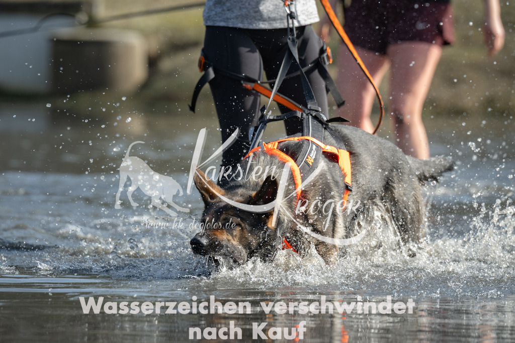 1316_ZZ95528 | kk-dogfotos