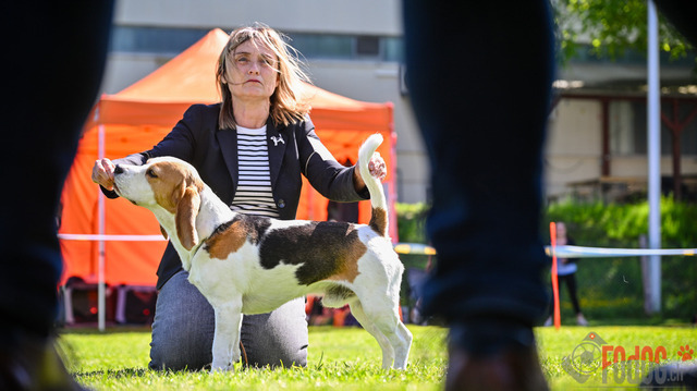Beagle Club Schweiz  | Beagle Club Schweiz, 45 Jahre in Menziken 2025 Foto: Leo Wyden
