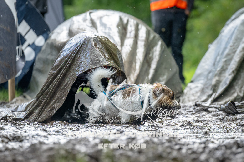 1147_ZZ94301 | kk-dogfotos