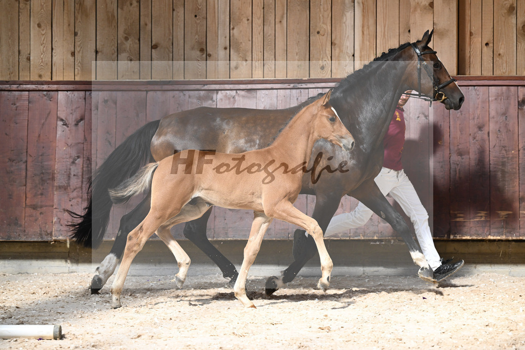 Kat-Nr. 26 HF Chinchero x Coupie_Haarmann_32240177 | hf-fotografie - Realizzato con Pictrs.com