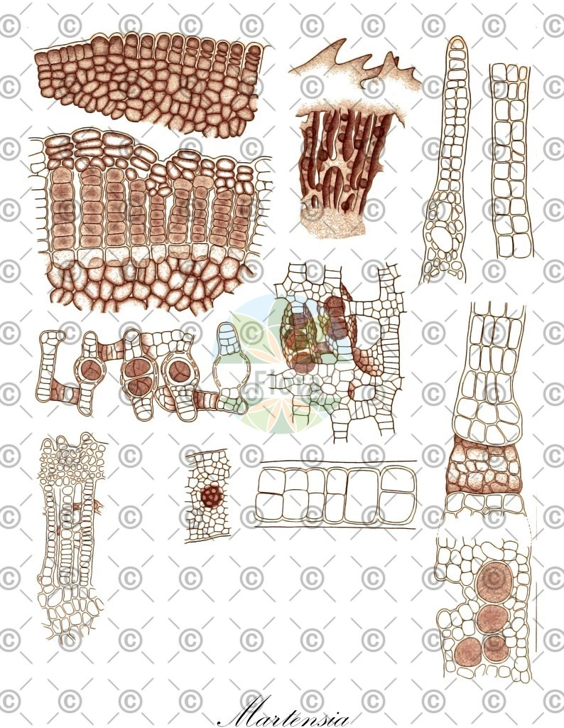 HistAbb_wfo-0000169427_1_ENZY_Simple | Historische Abbildung von Martensia - Delesseriaceae (0) | Historical Illustration of Martensia - Delesseriaceae (0)