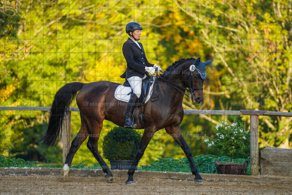 20221007-FAH00501 | Diessen am Ammersee, 2022, Dressur- und Springturnier, Reitsportbilder, Turnierfotografen Bayern, Pferdefotografen, Fotoagentur Herrmann, Turnierbilder