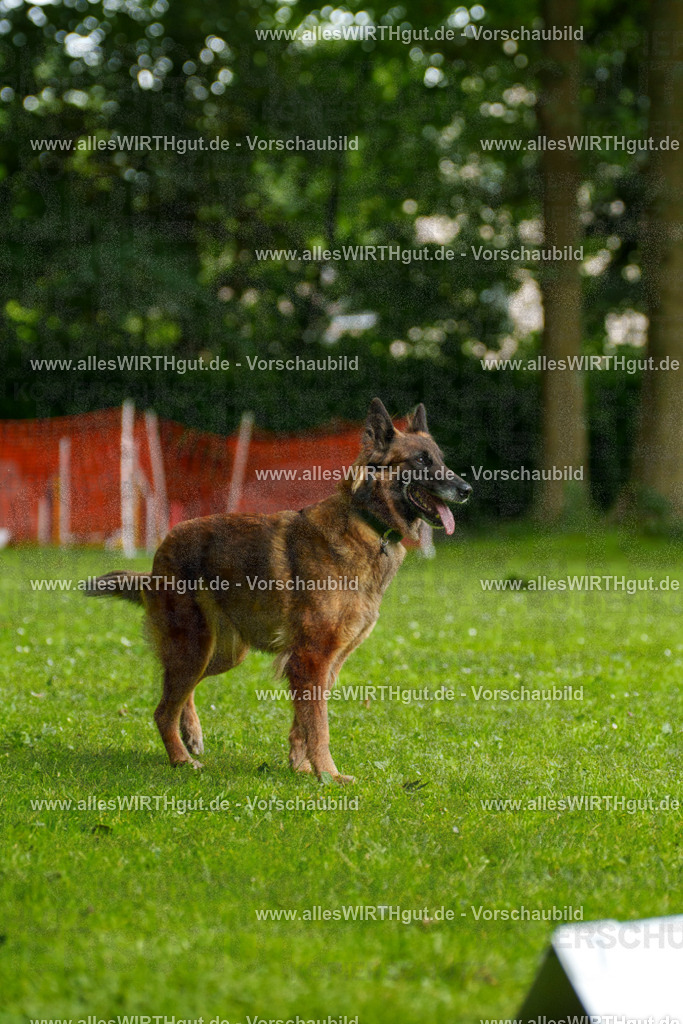 @allesWIRTHgut_Tierfotografie - www.allesWIRTHgut.de - 101954-7R508368 | Professionelle Tierfotografie in Mönchengladbach von Daniel Wirth (allesWIRTHgut). Liebevolle & natürliche Bilder von Hunden & Katzen für unvergessliche Erinnerungen.