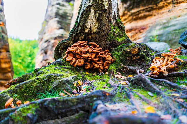 DSC_2937-10 | Shop für Prints Landschaftsfotografie Sächsische Schweiz Naturfotografie in Thüringen Fotos vom Findlingspark Nochten Kloster Sankt Marienstern Bilder Festung Königstein PanoramaRhododendronpark Kromlau FotogalerSchleswig-Holstein Küstenlandschaften