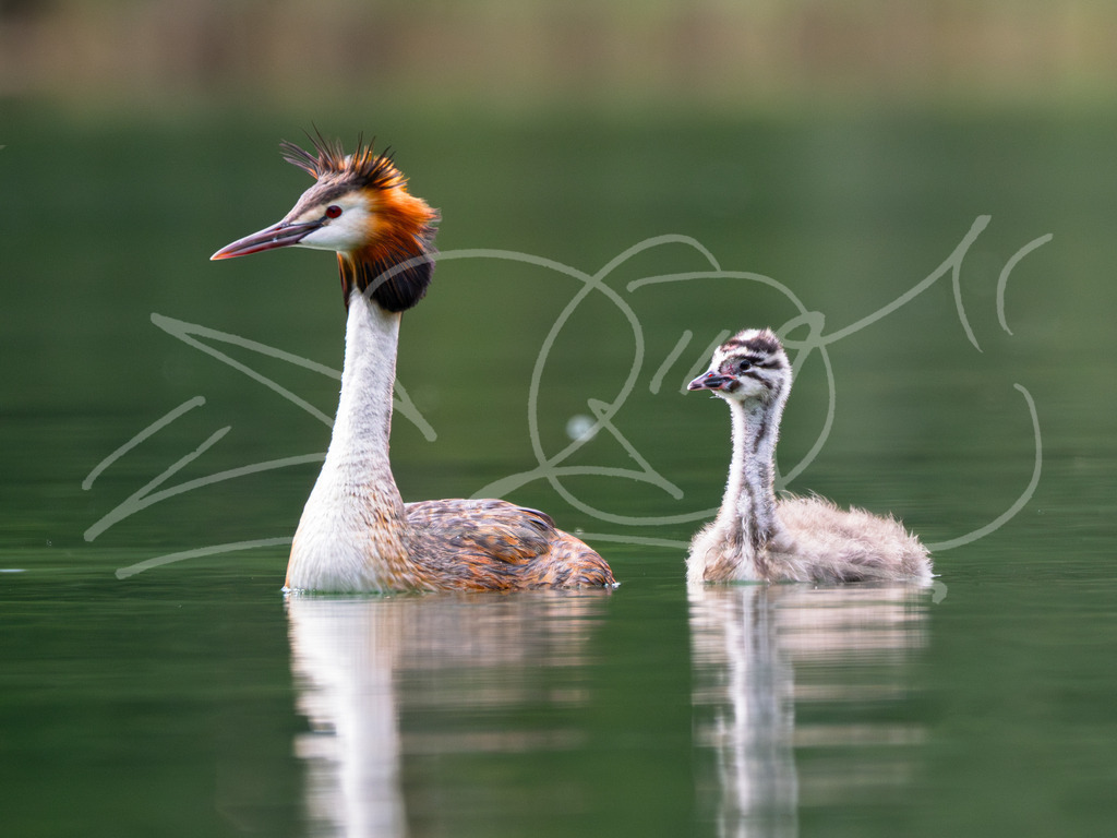 Haubentaucher-Mama mit Junges | Es war ein schöner Tag am See! Man konnte richtig gut beobachten wie die Mama dem Kleinen alles beibringt. Es existieren noch weitere Bilder auf denen das sehr gut dokumentiert ist. Wie man sich putzt, wie man Fische jagt und frisst und was es in der Gegend zu erkunden gibt. Eine schöne Geschichte! - Realisiert mit Pictrs.com