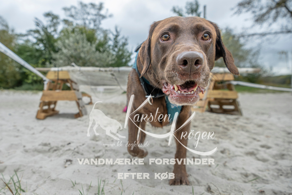 1102_ZZ95320 | kk-dogfotos