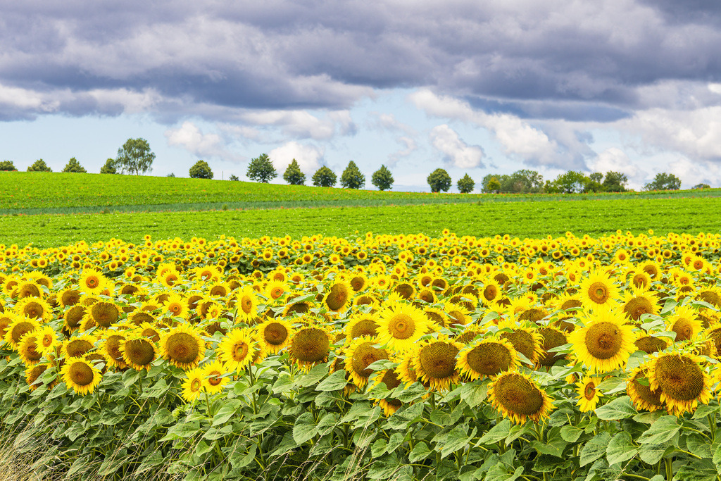 Sonnenblumenfeld zwischen Stäbelow und Clausdorf bei Rostock | Sonnenblumenfeld zwischen Stäbelow und Clausdorf bei Rostock.