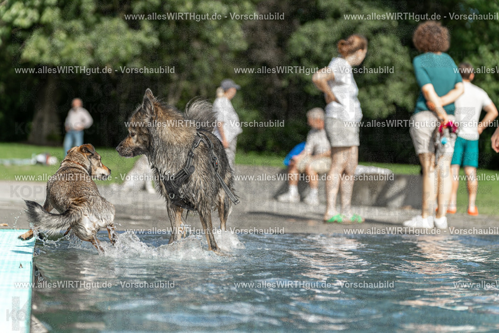 Hundeschwimmen_Volksbad_2026-allesWIRTHgut_Tierfotografie-2609061531-7R501588 | Professionelle Tierfotografie in Mönchengladbach von Daniel Wirth (allesWIRTHgut). Liebevolle & natürliche Bilder von Hunden & Katzen für unvergessliche Erinnerungen.