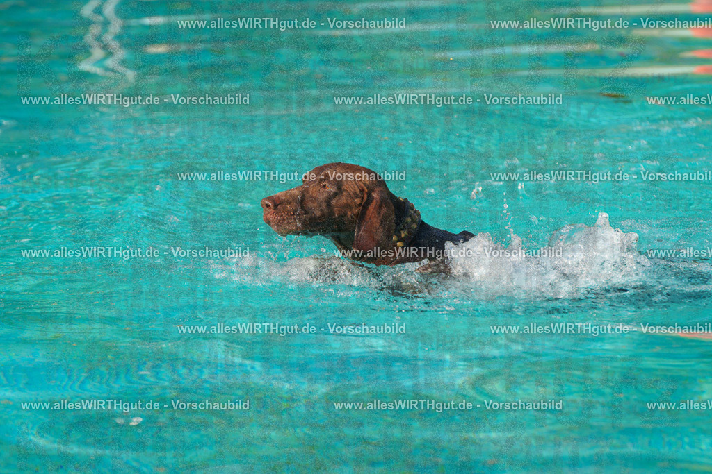 Hundeschwimmen_Grefrath_2026-allesWIRTHgut_Tierfotografie-09_02-FAY07429 | Professionelle Tierfotografie in Mönchengladbach von Daniel Wirth (allesWIRTHgut). Liebevolle & natürliche Bilder von Hunden & Katzen für unvergessliche Erinnerungen.