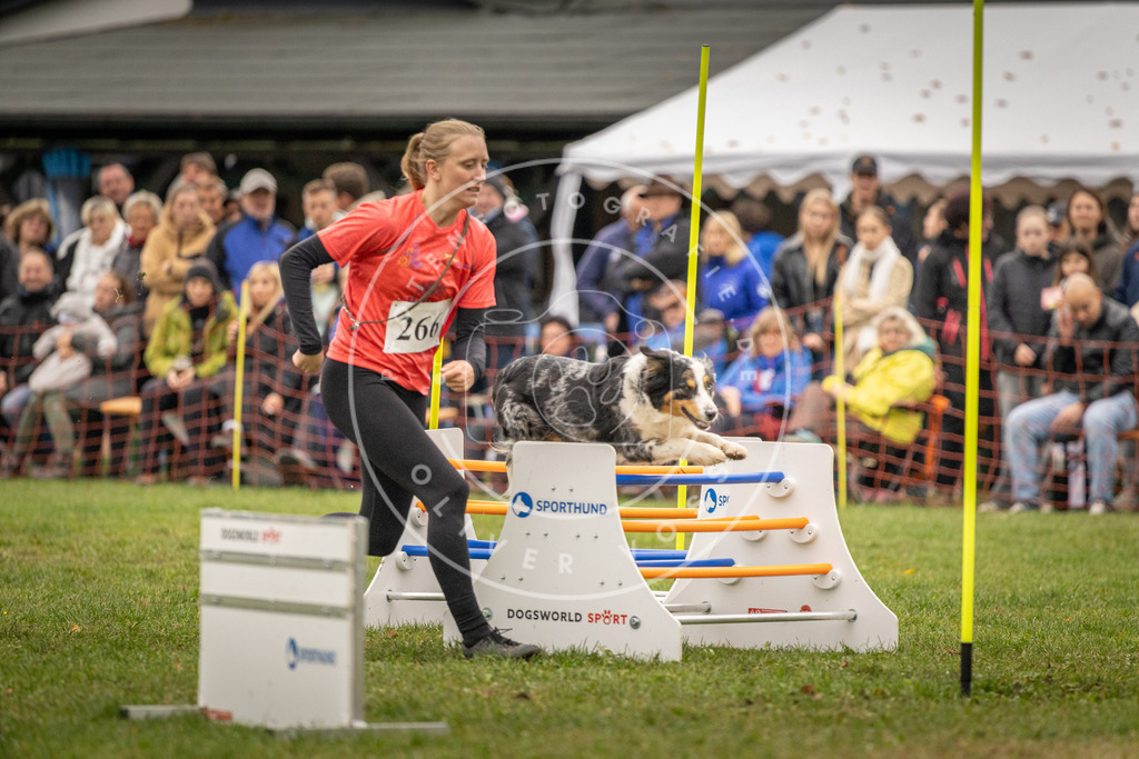 Pfotenfotografie_DV3A7523 | Hundefotografie, Tierfotograf, Pfotenfotografie, Fotoshooting Hund, Hunde Portrait, Hundesport, Hundeportraits, Heideshooting, Hunde, Sportfotograf, Hundefotograf, Turnierhundsport, THS,  - Realisiert mit Pictrs.com