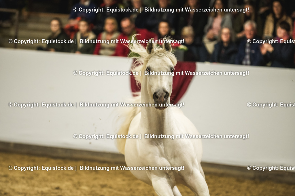 20240302_Hengstvorstellung_Marbach_TOMsPiC_1134-2 | equistock