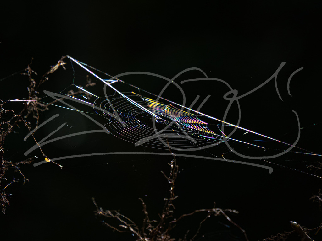 P9060001 | Naturschönheiten aus Deutschland. Pflanzen und Tiere, Insekten und Naturschauspiele. Alle schönen Details, die uns umgeben, fotografiert von Michi Moc.  - Realisiert mit Pictrs.com