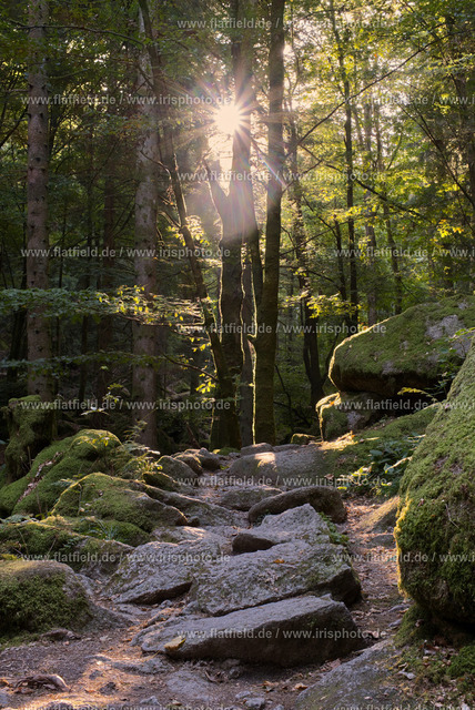 Morgens im Schwarzwald | Landschaftsfoto Morgensonne zwischen den Bäumen im Schwarzwald