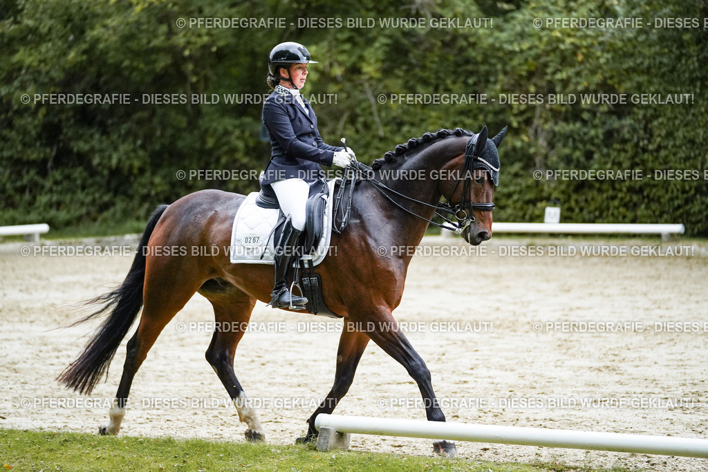 DSC00248 | Pferdegrafie