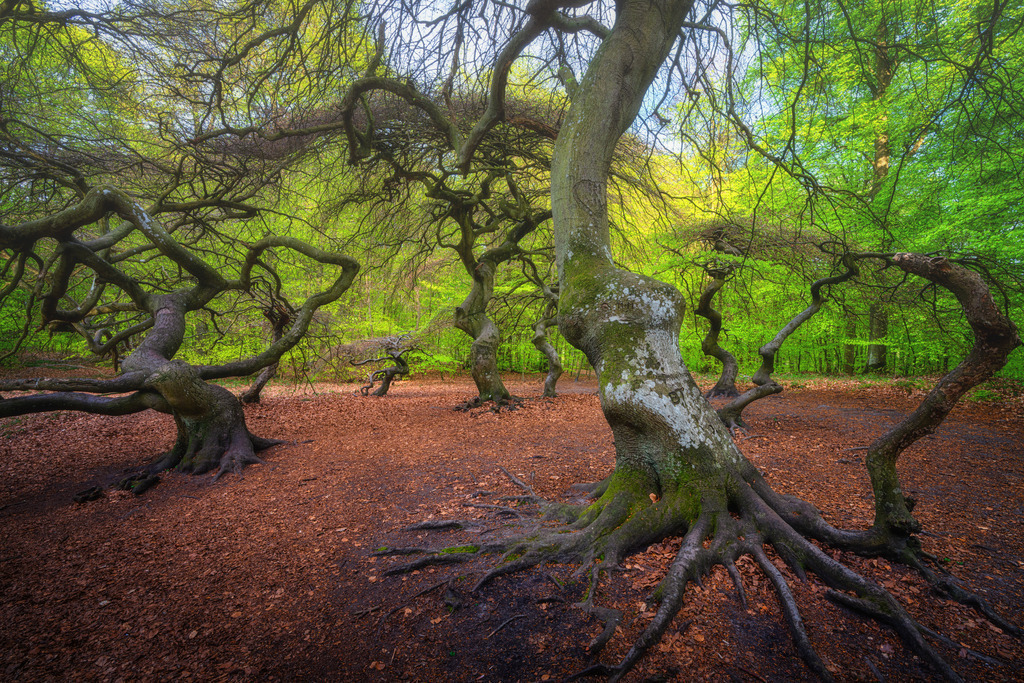 Süntelbuchen | Wandbilder - Florian Läufer - Realisiert mit Pictrs.com