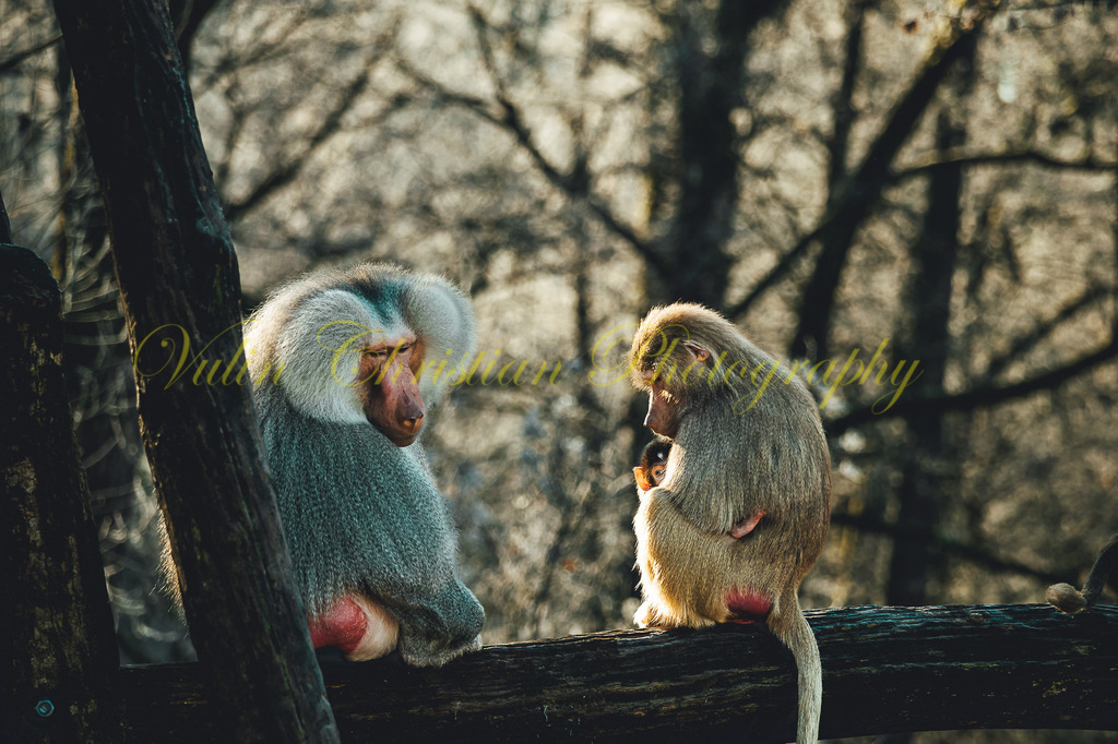 TPH 14p | Christian Vulin  - Realisiert mit Pictrs.com