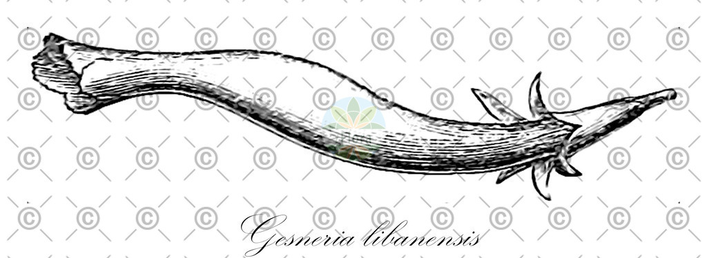HistAbb_wfo-0000702454_1_ENZY_Simple | Historische Abbildung von Gesneria libanensis - Gesneriaceae | Historical Illustration of Gesneria libanensis - Gesneriaceae
