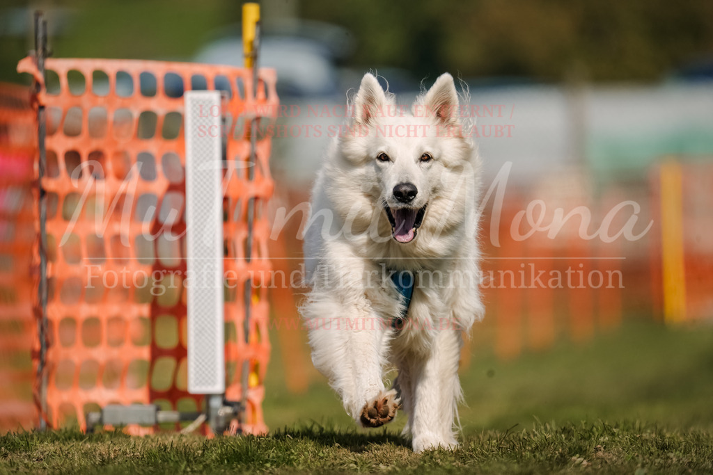 20250928_Hunderennen-705 | MuT (Mensch und Tier) mit Mona - Fotografie und Tierkommunikation - Realisiert mit Pictrs.com