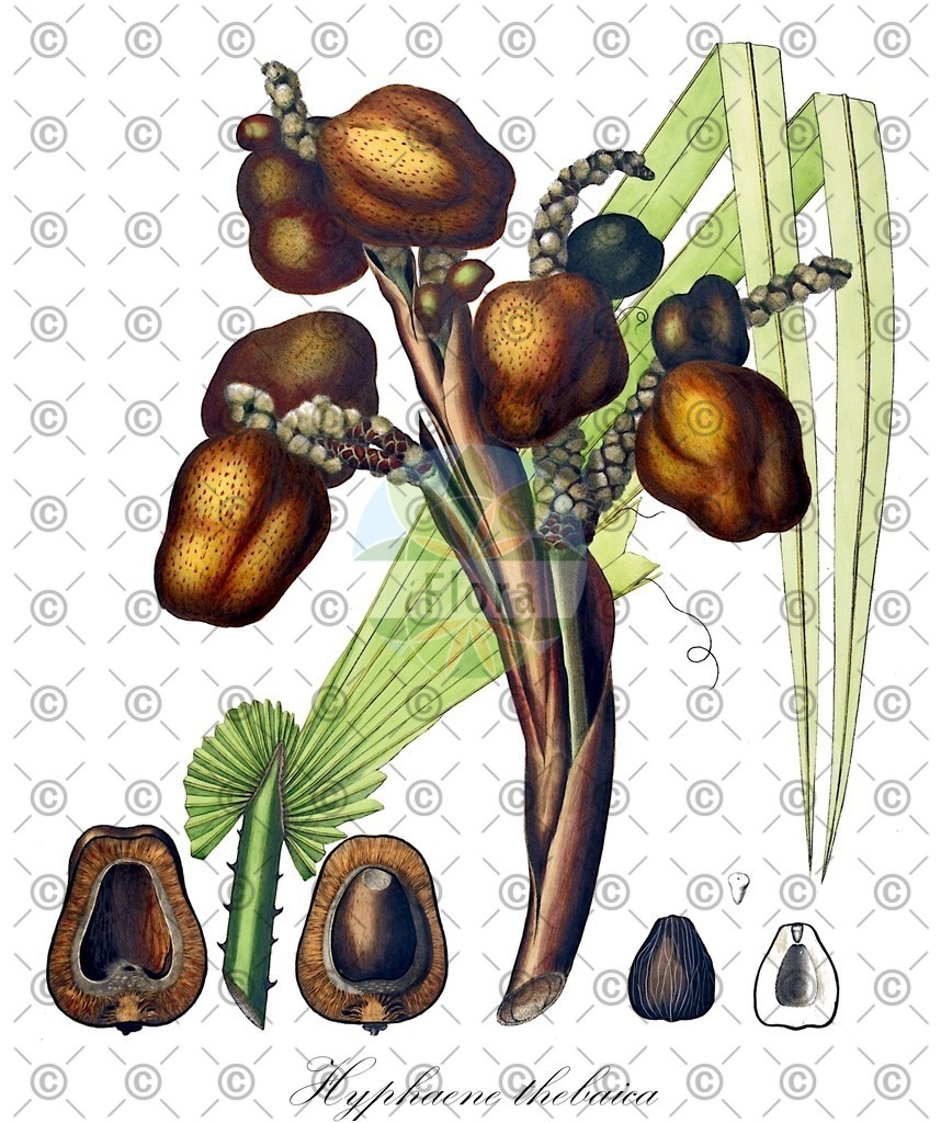 HistAbb_52L3_1_ENZY_Simple | Historische Abbildung von Hyphaene thebaica - Arecaceae | Historical Illustration of Hyphaene thebaica - Arecaceae
