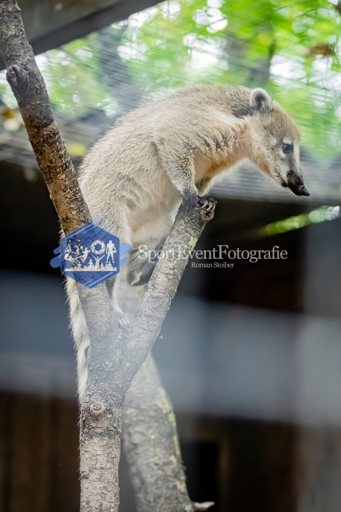 IMG_3943 | SportEventFotografie - Roman Stoiber